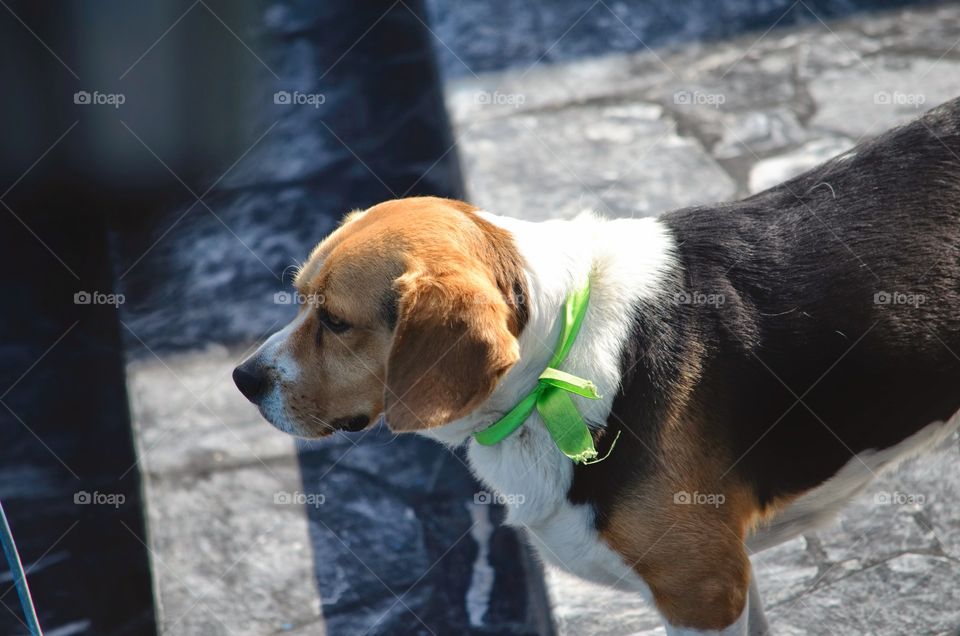Beagle