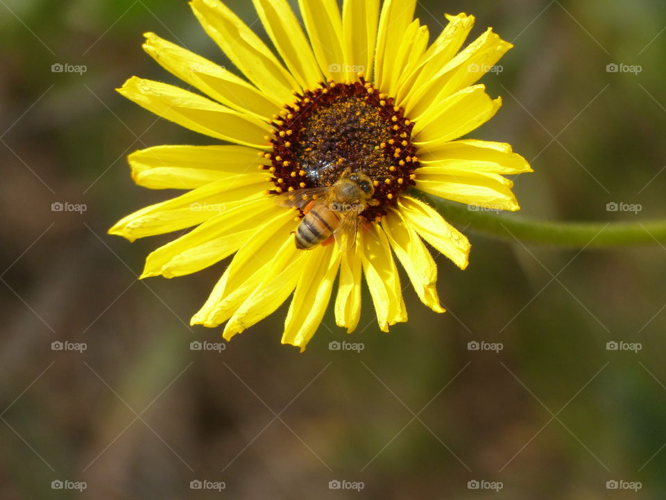 Sunflower with bee