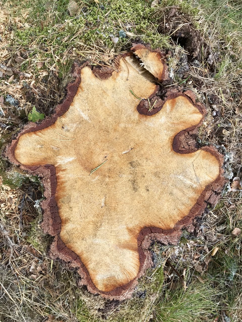 Sawed off tree stump