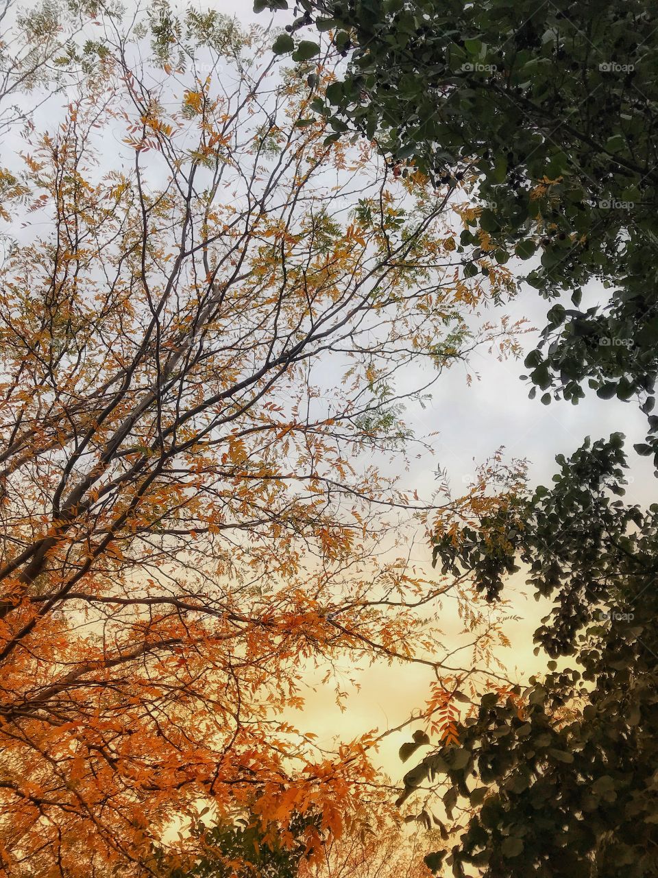Trees beginning to change their color—taken in Munster, Indiana 