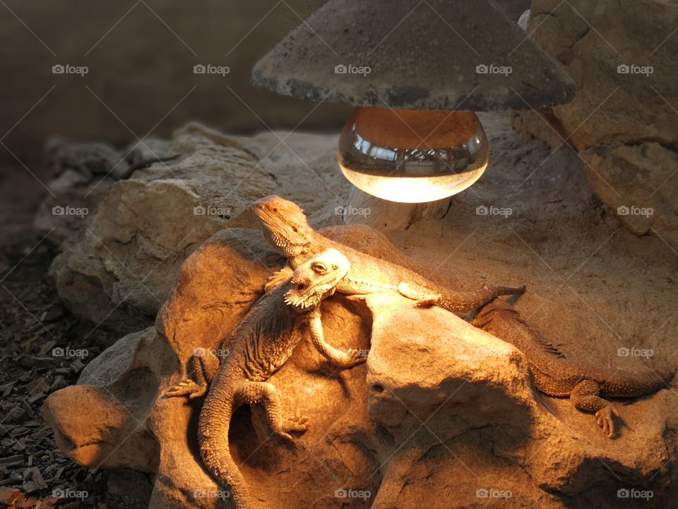 Light attracting lizzards