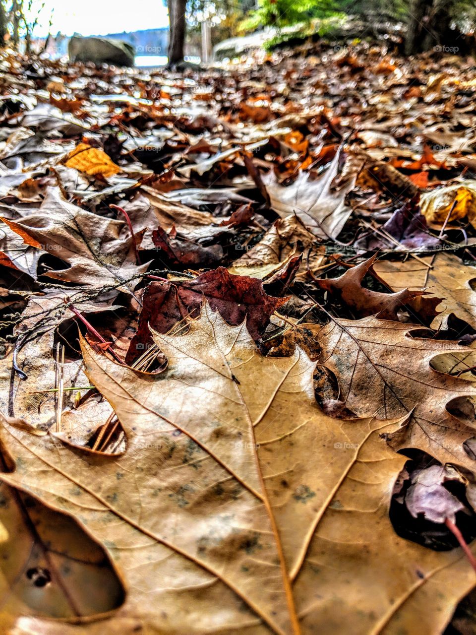 fall leaves covering the forest floor