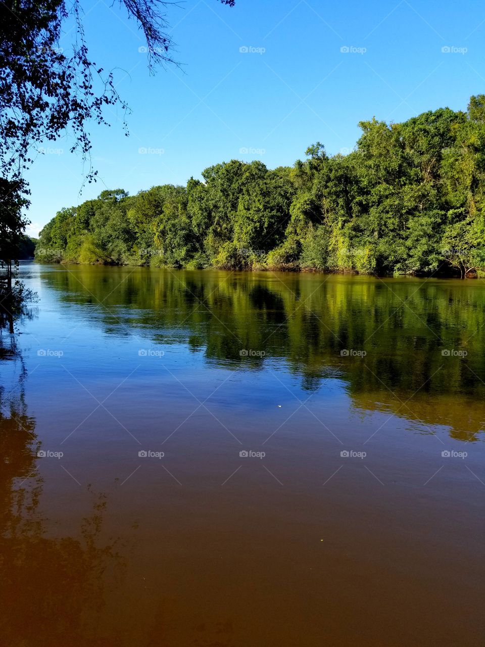 Chipola River,  beautiful reflection of the trees and sky on the river