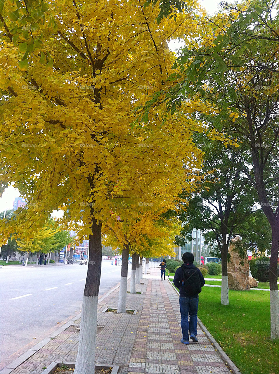 yellow nature china tree by simplyhoney