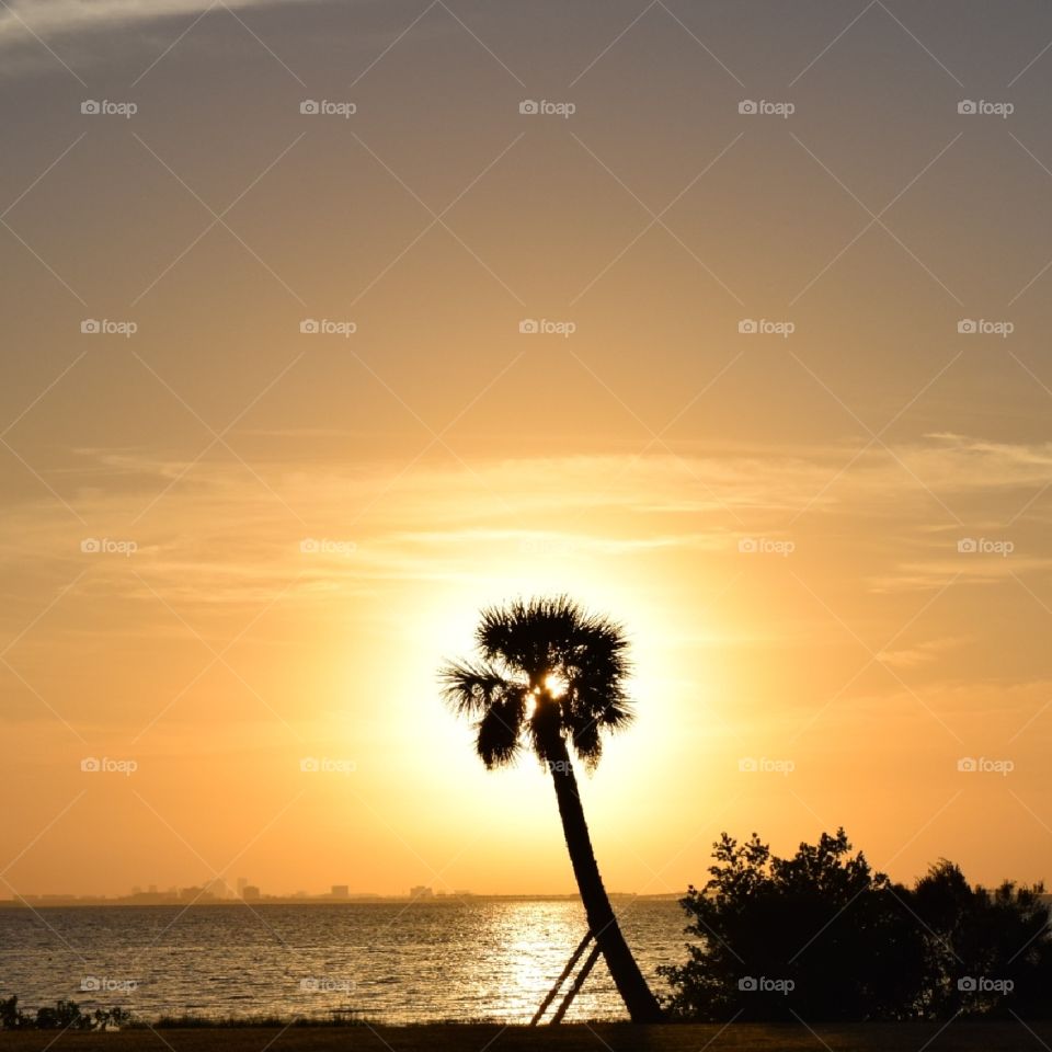 The sun rising behind the palm tree