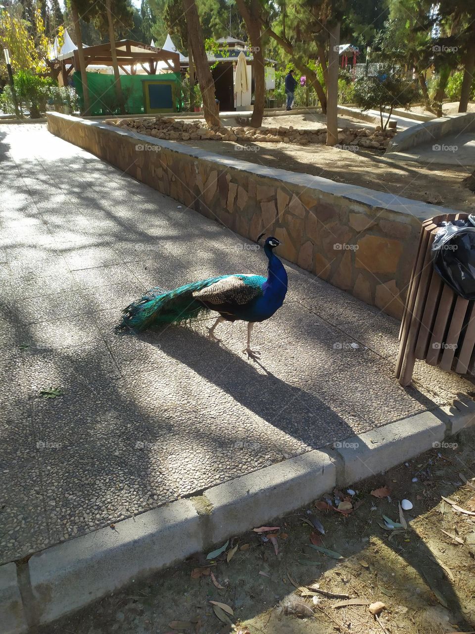 Peacock