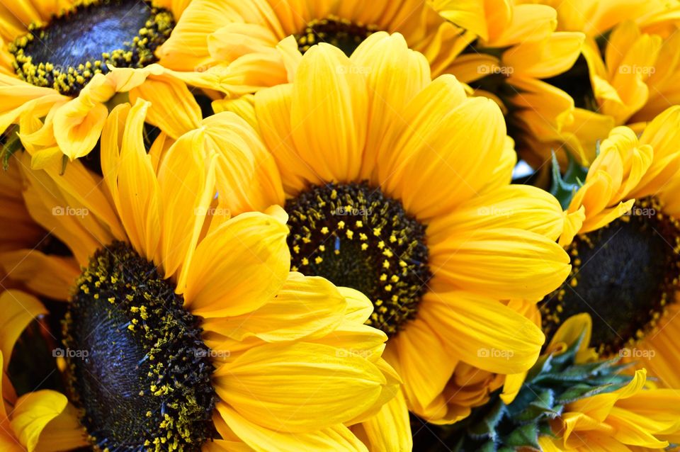 Sunflower bouquet