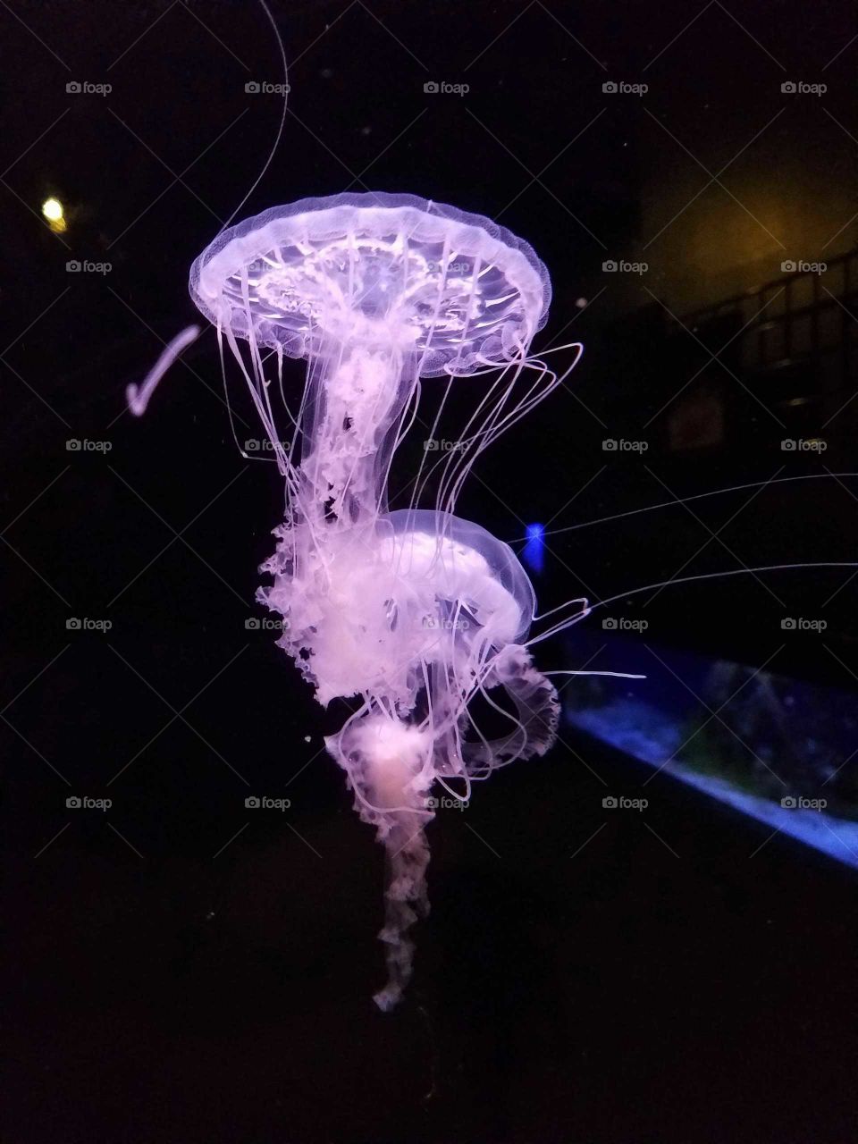Jellyfish