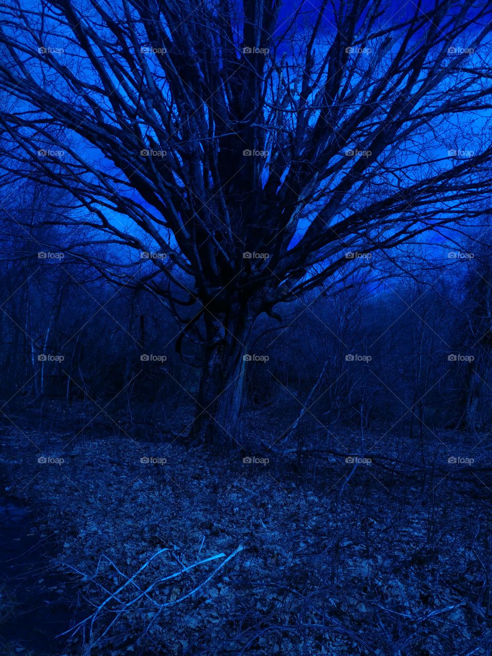 Blue Tree 2