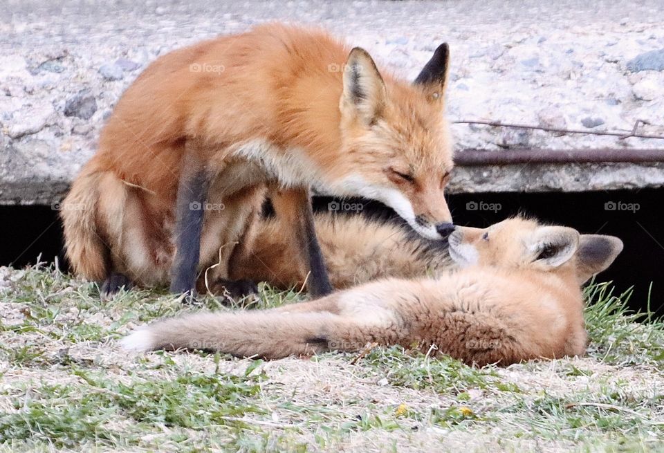 Gorgeous reddish orange fox touching noses!! Perfect spring colors! 