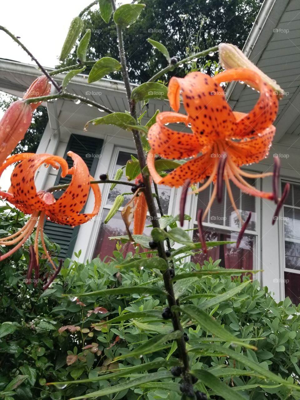 tiger Lilies