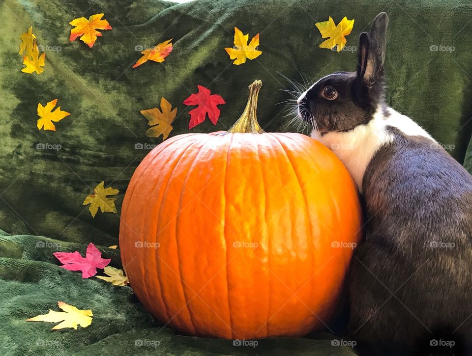Fall pumpkins and bunny