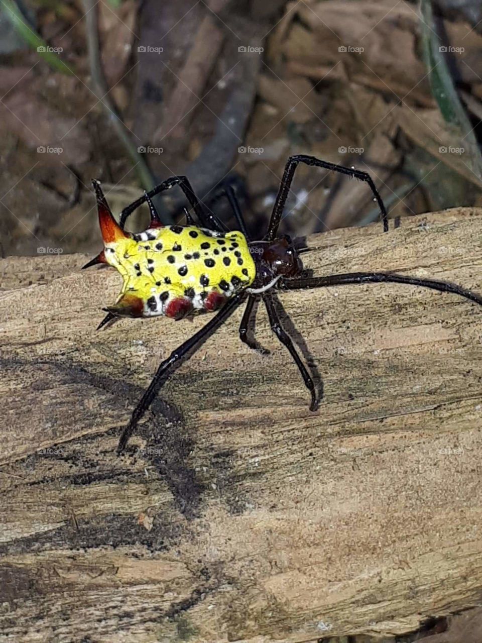 spider with spikes