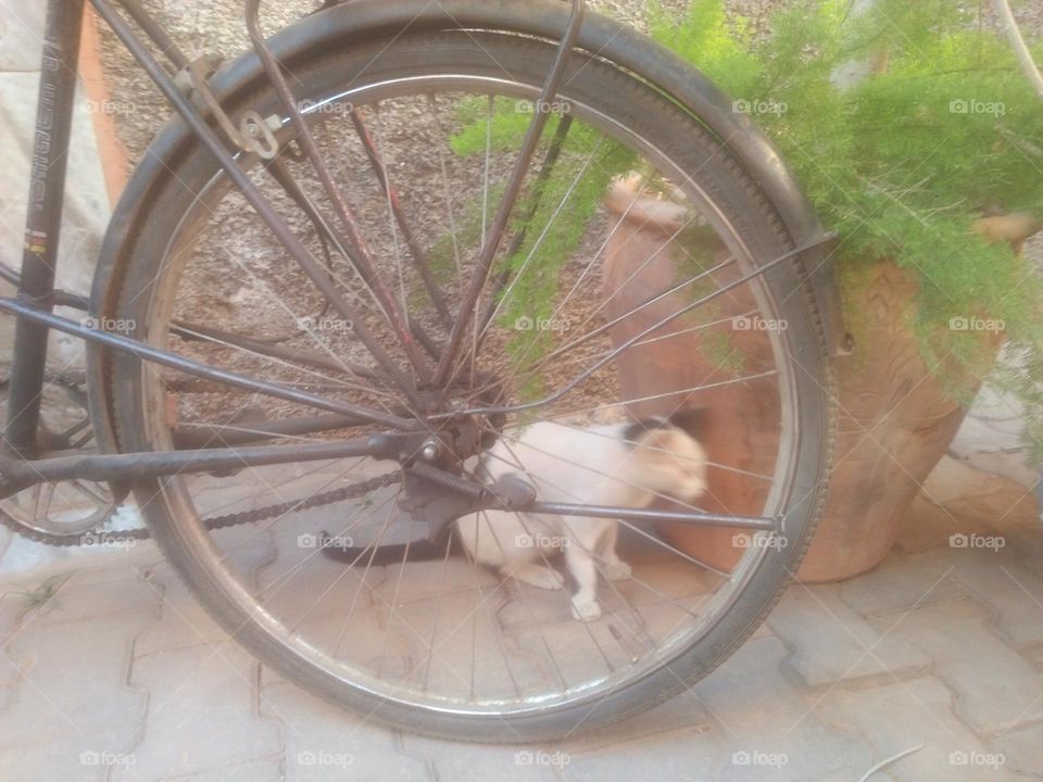 A cat behind a wheel