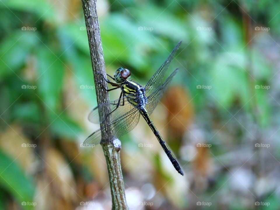 Dragonfly on plant