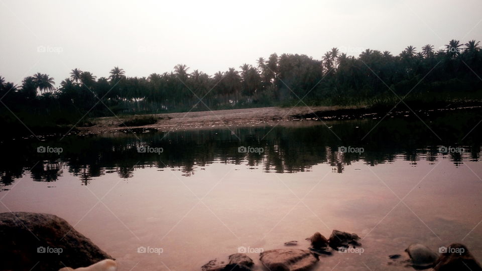 the most beautiful water and tree's at evening time