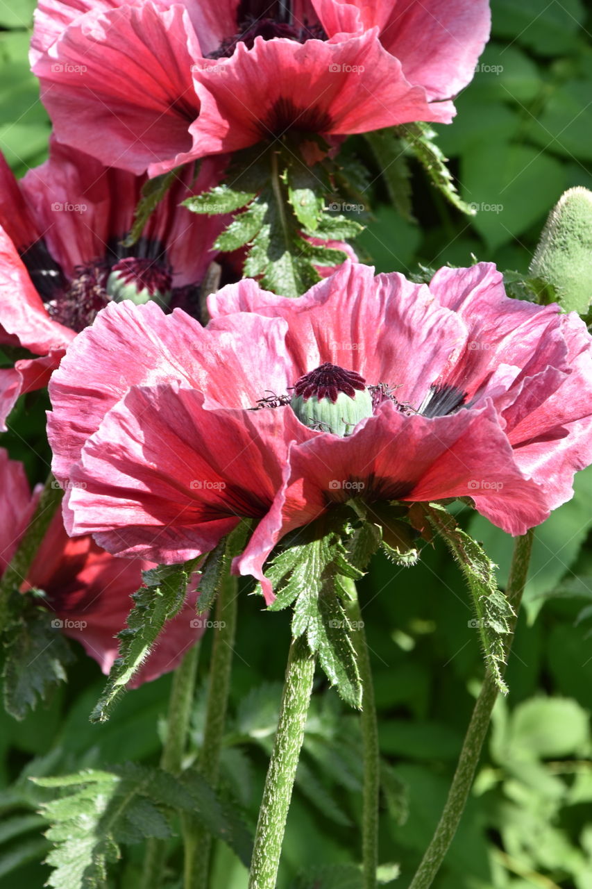 Blooming poppy flower