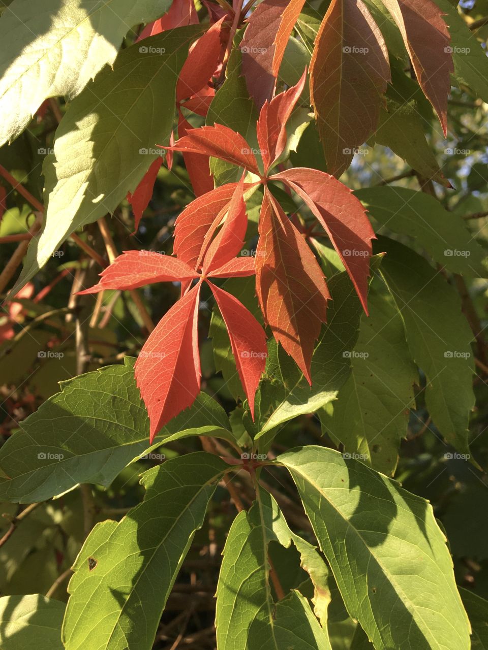 Virginia creeper 