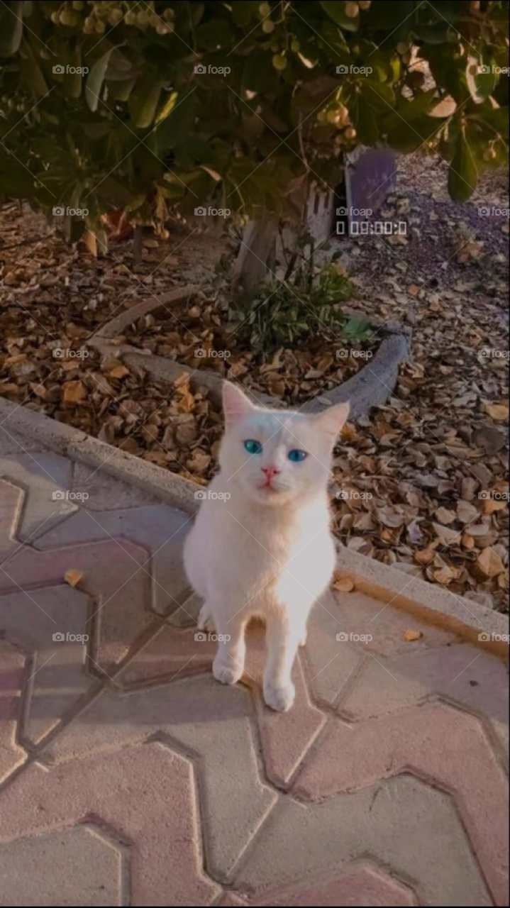 blue eyed cat