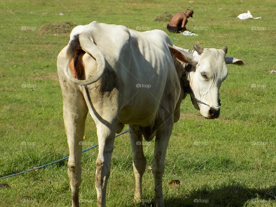 Cow in the meadow, a cow is being fed grass by the farmer who needs feed to survive, the cow seems so happy. In the distance, there is a man who is cultivating the grass for food supplies.