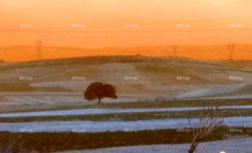 a single tree in the middle of a field