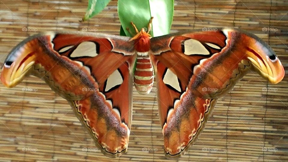 Atlas Moth