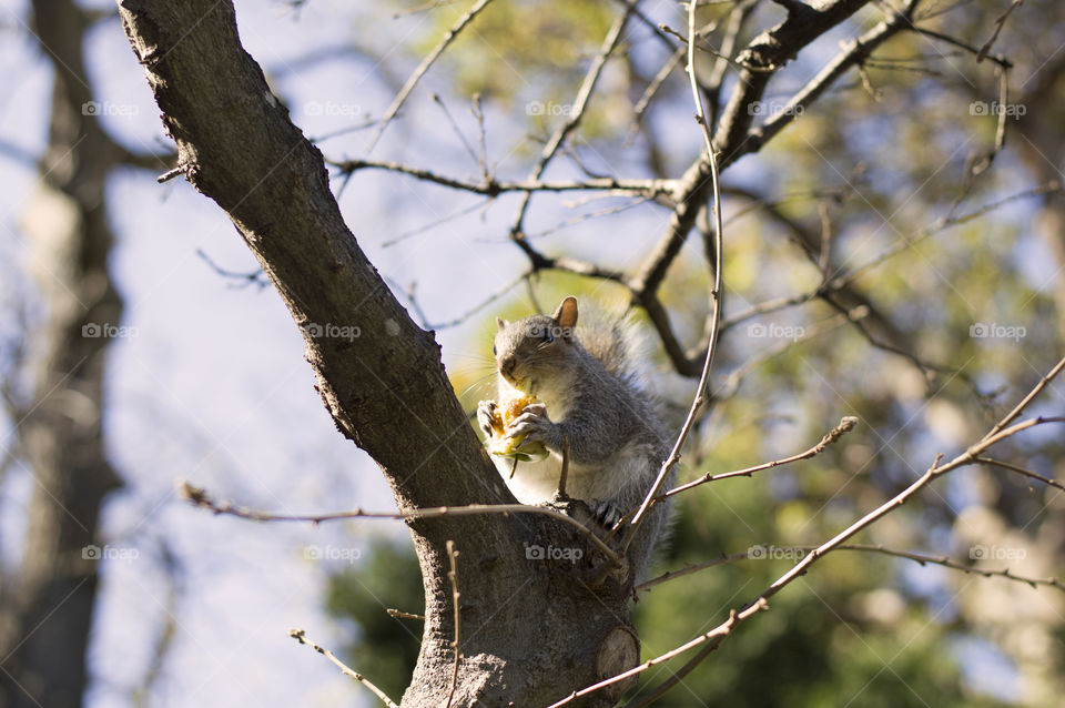 Cute squirrel in the tree eating