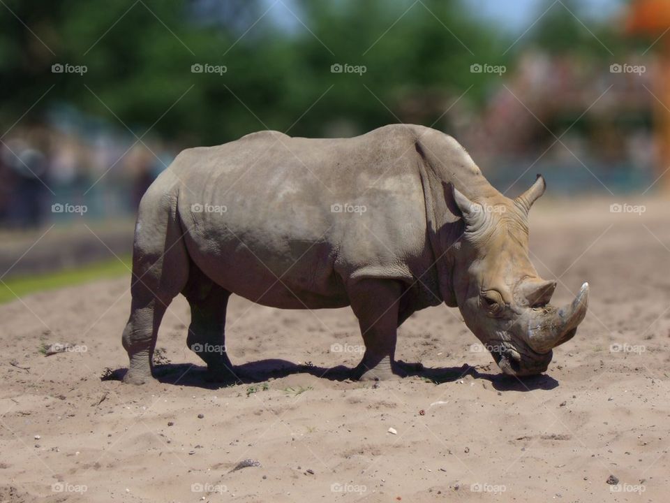 stukenbrock safaripark germany rhinoceros by MASH73