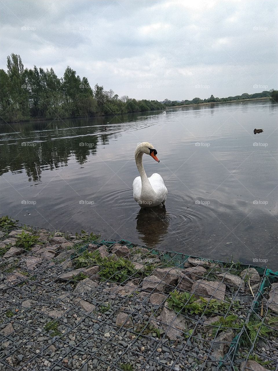 swan