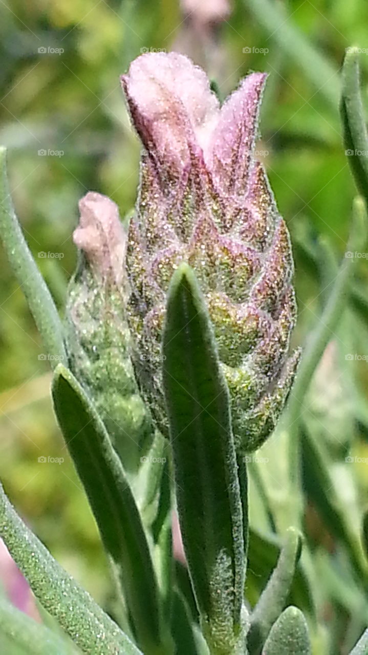 A lavender bud