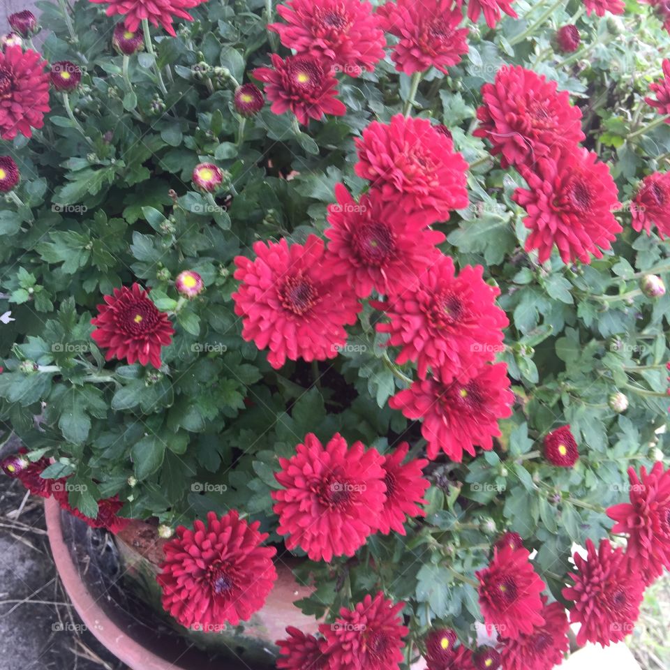 Fall flowers