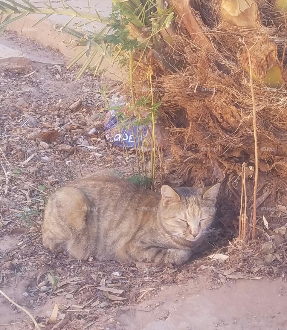 A short nap for the cat at the trunk of the palm
