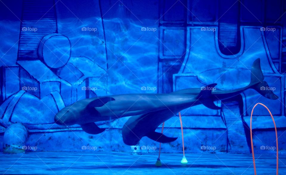 the finless propoise