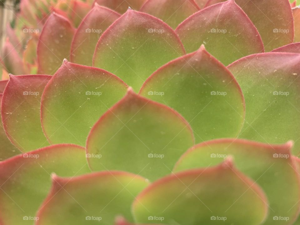 Triangles succulent leafs