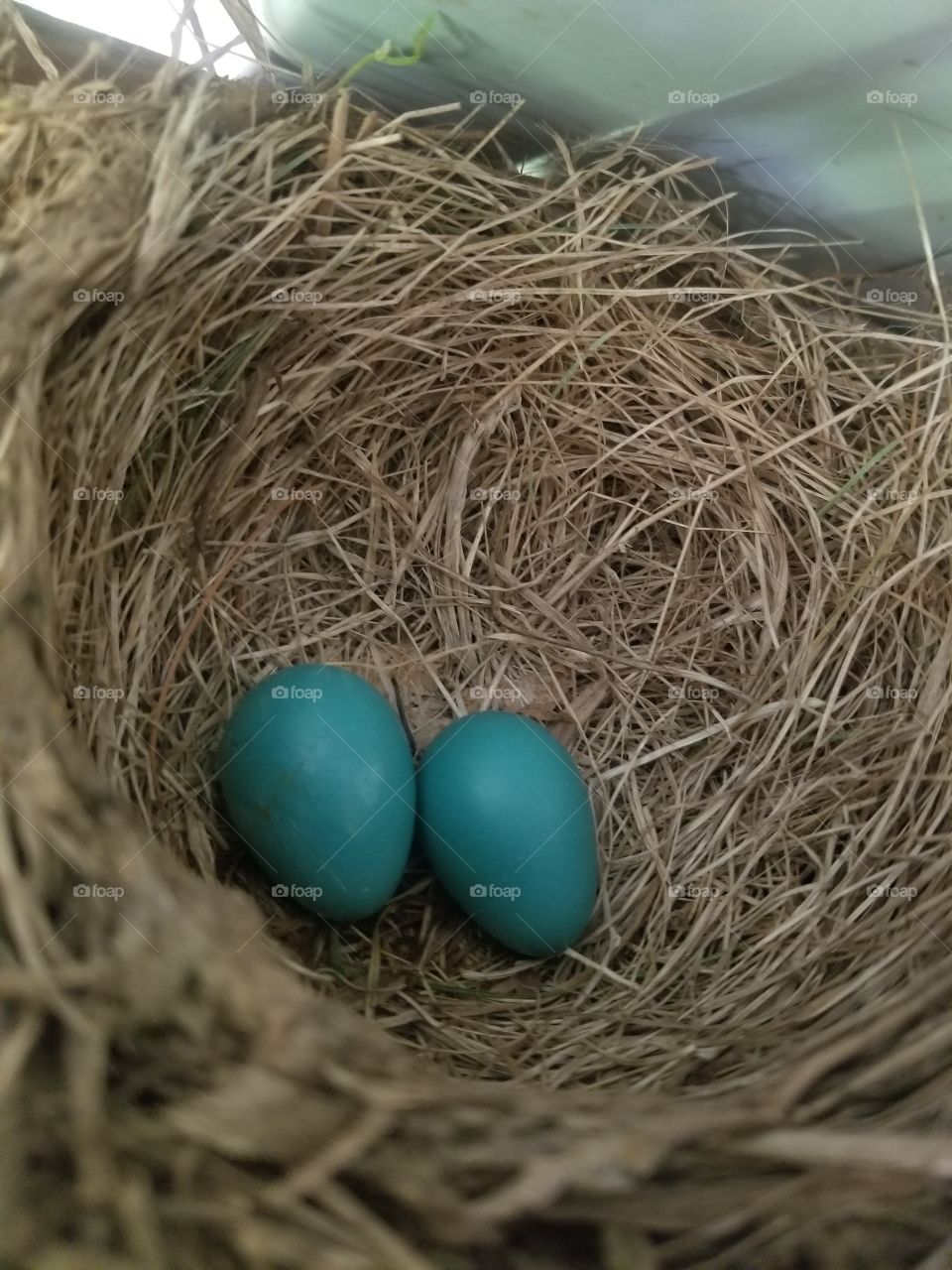 Blue eggs in nest
