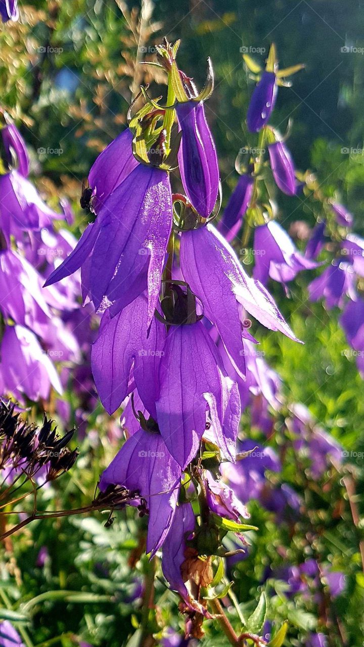 some flowers from the summer