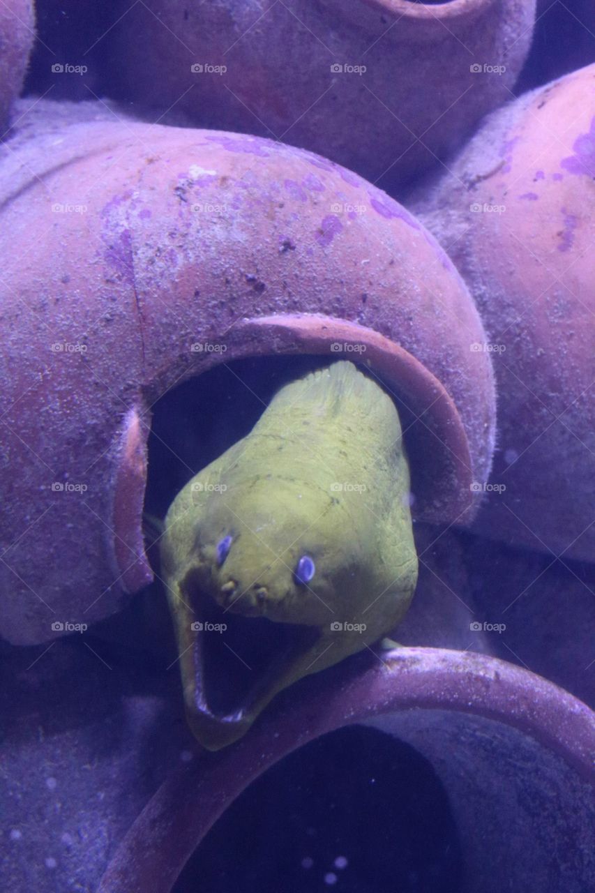 Moray eel