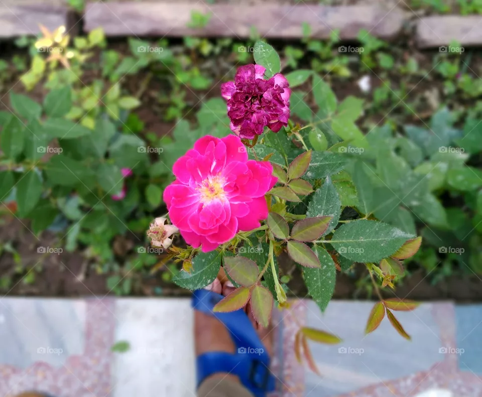 Rose