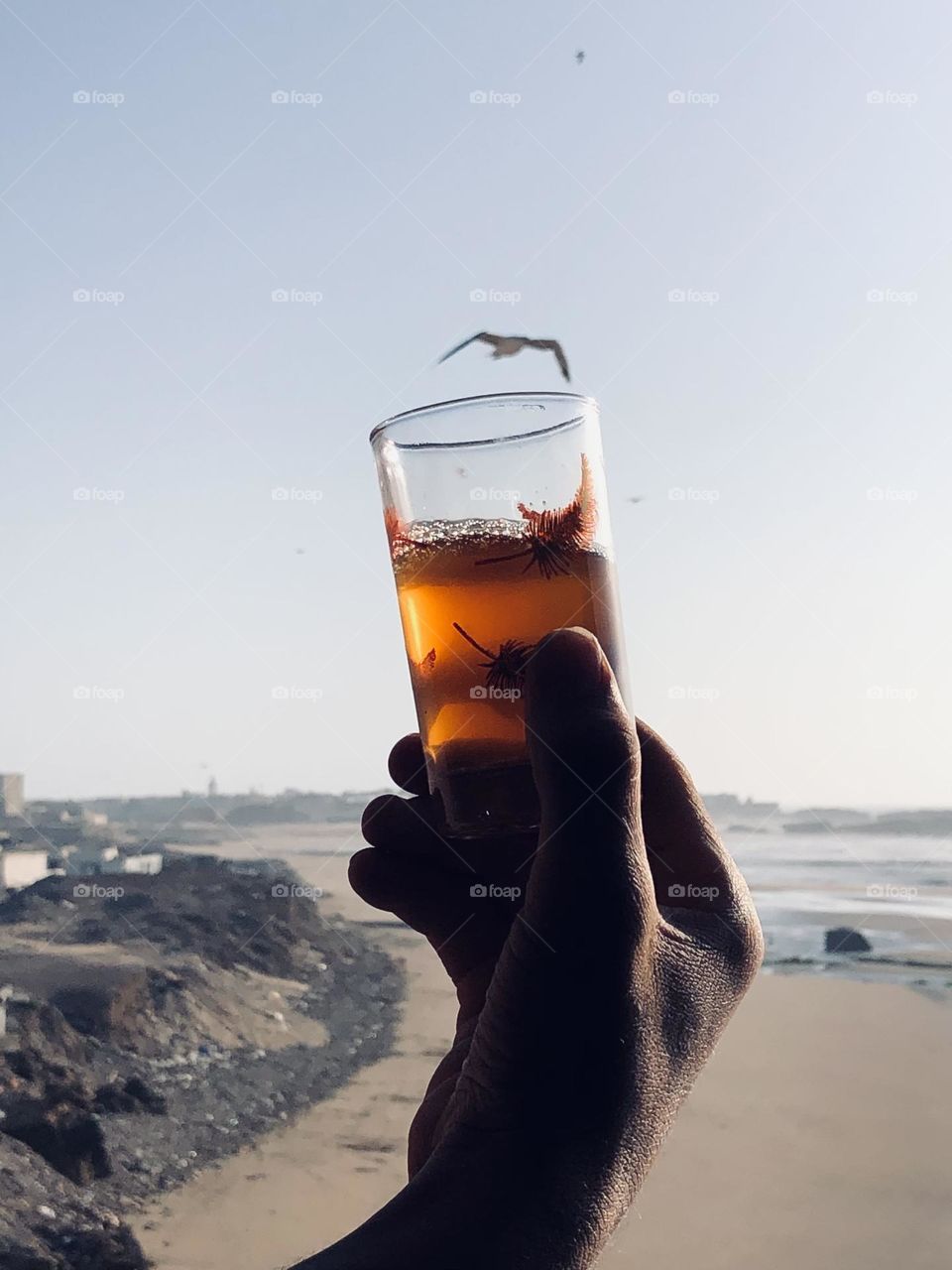 Beautiful cup of tea and nice flying seagull cross the sky at essaouira city in morocco.