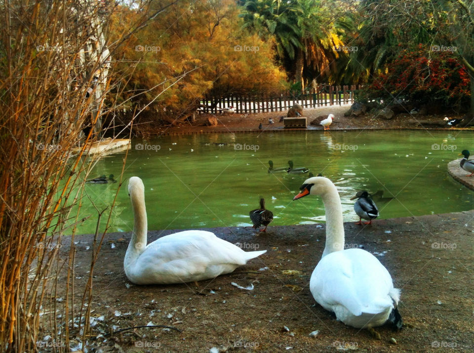 Swans in the park near a lake