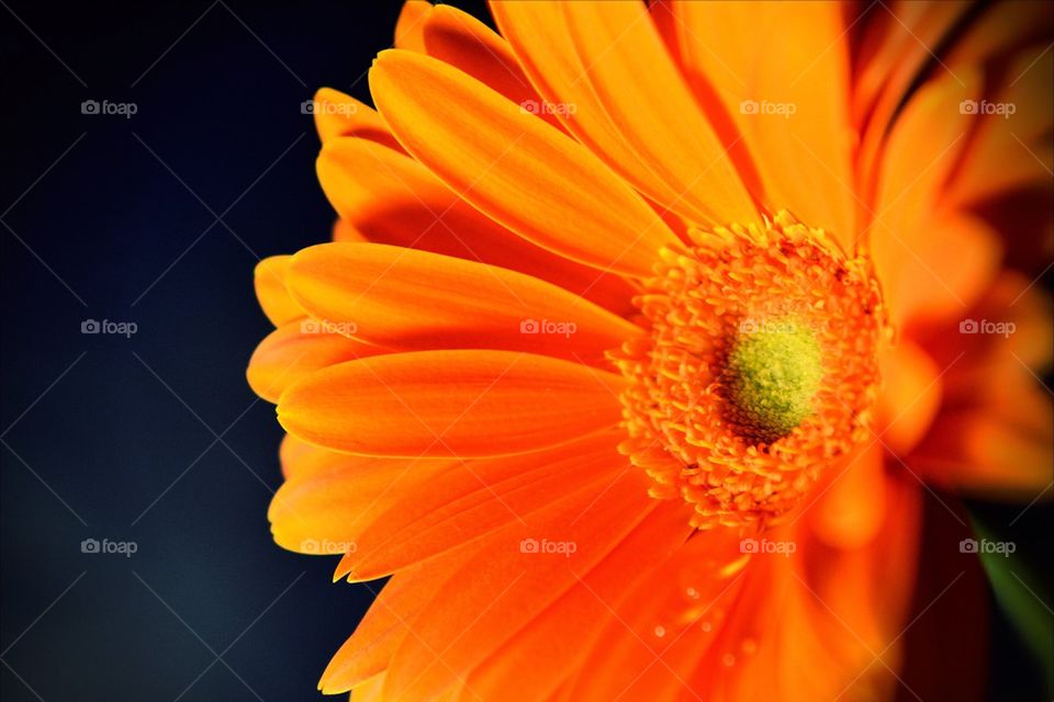 Orange flower
