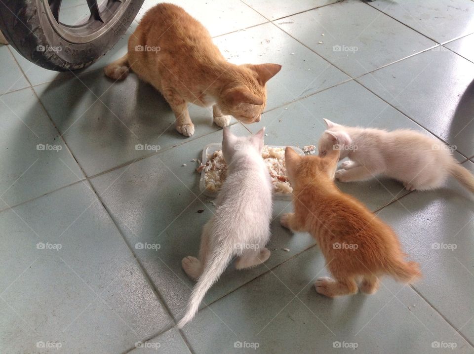 Cats. The cat let the kittens eat first before she start to eat