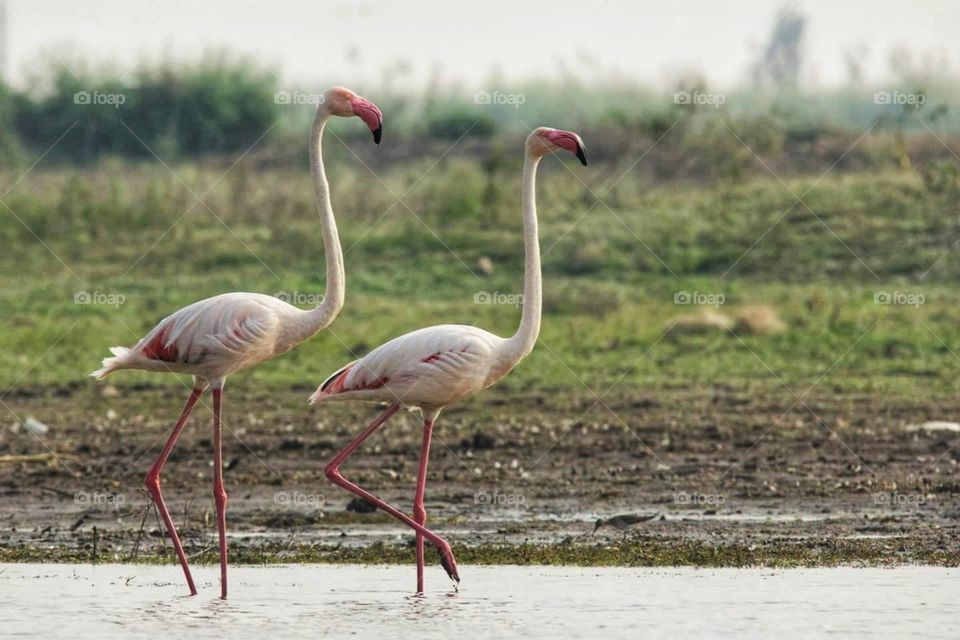 Flamingos - The bird is powered by its own life and by its motivation. Faith is the bird that feels the light when the dawn is still dark. A heart without dreams is like a bird without feathers.