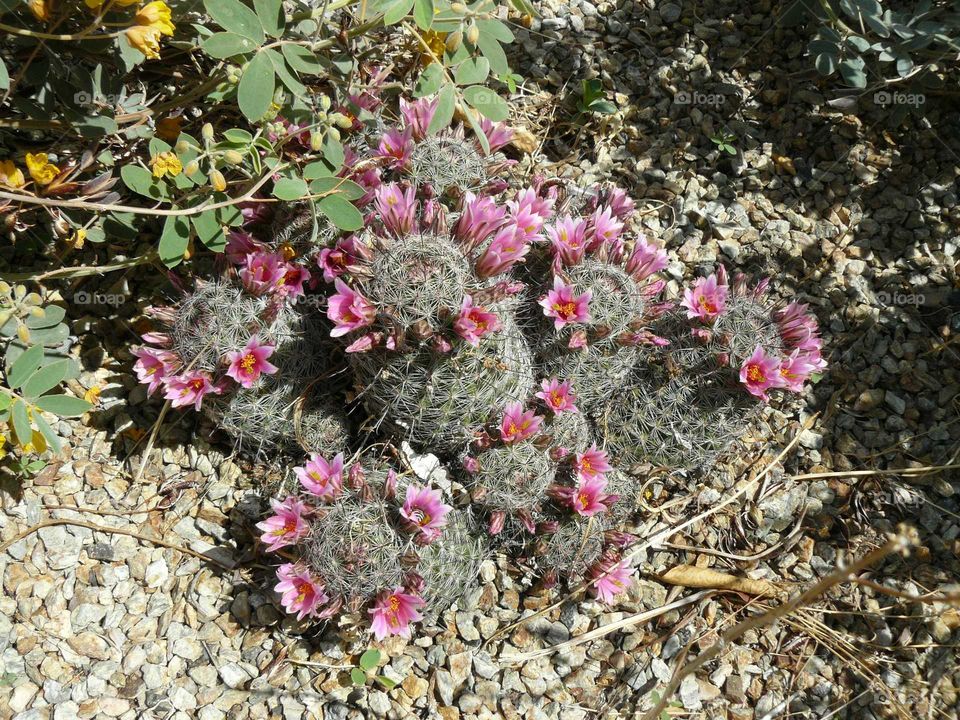 Cactus flowers