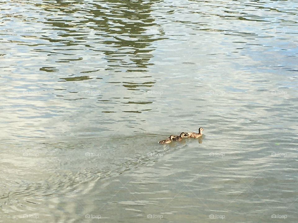 Family Ducks