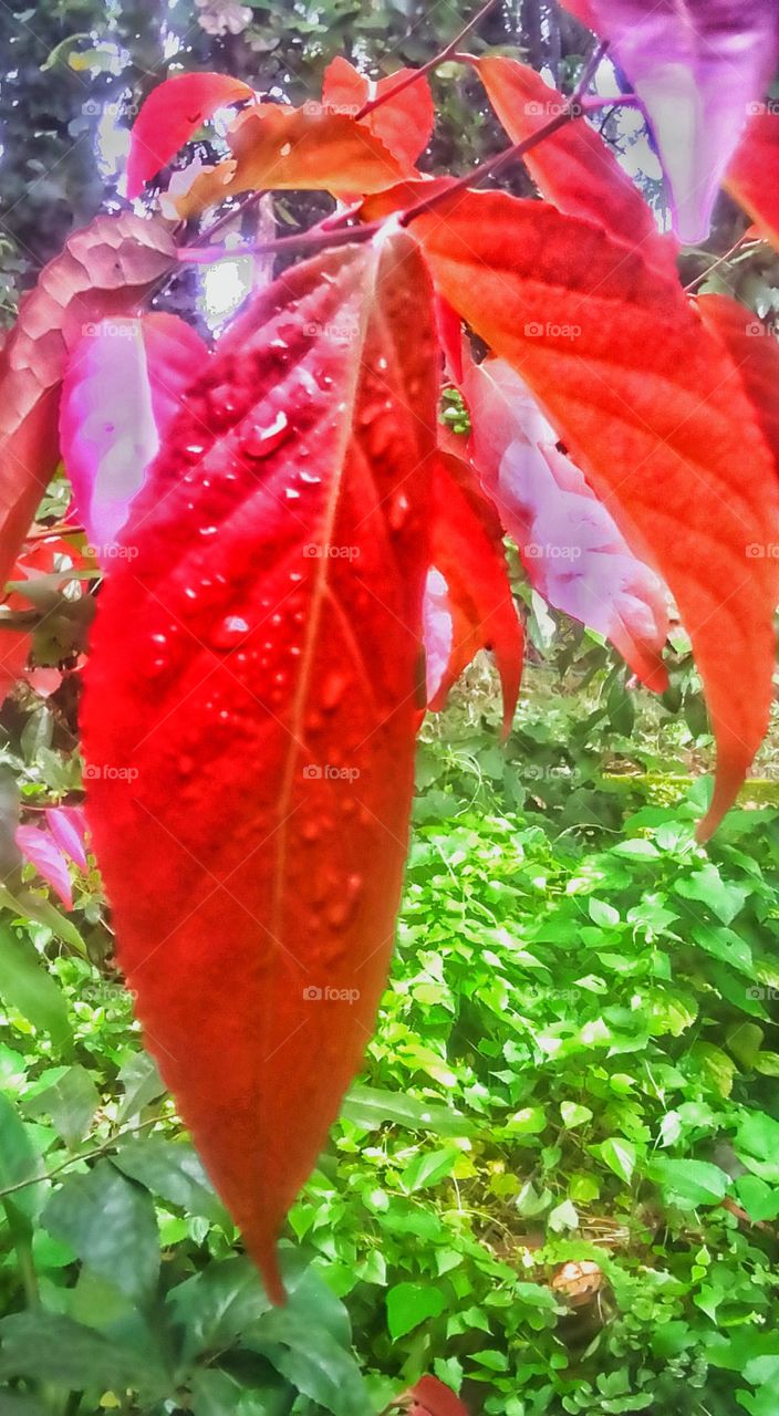 dew drops in red colour leaf of a tree