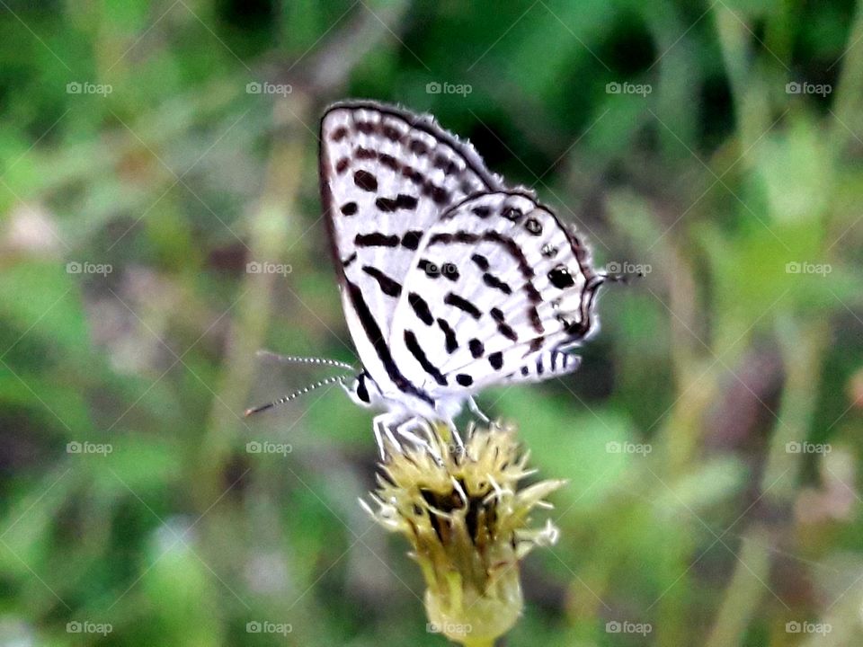 Beautiful color butterfly on flower sid