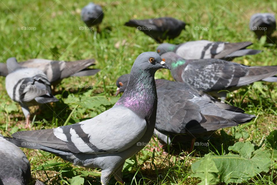 urban birds doves in city park