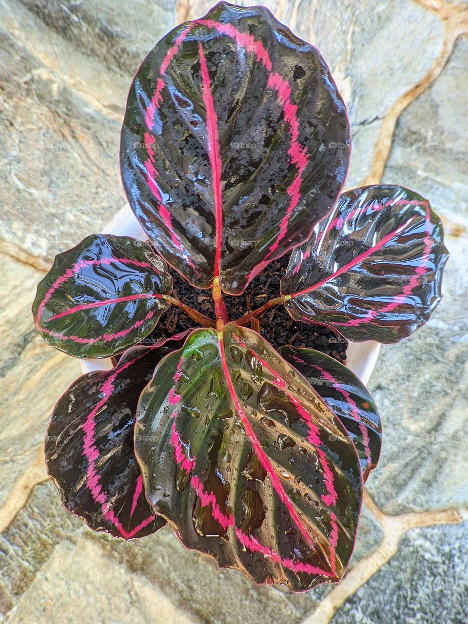 Mobile Series : Plants