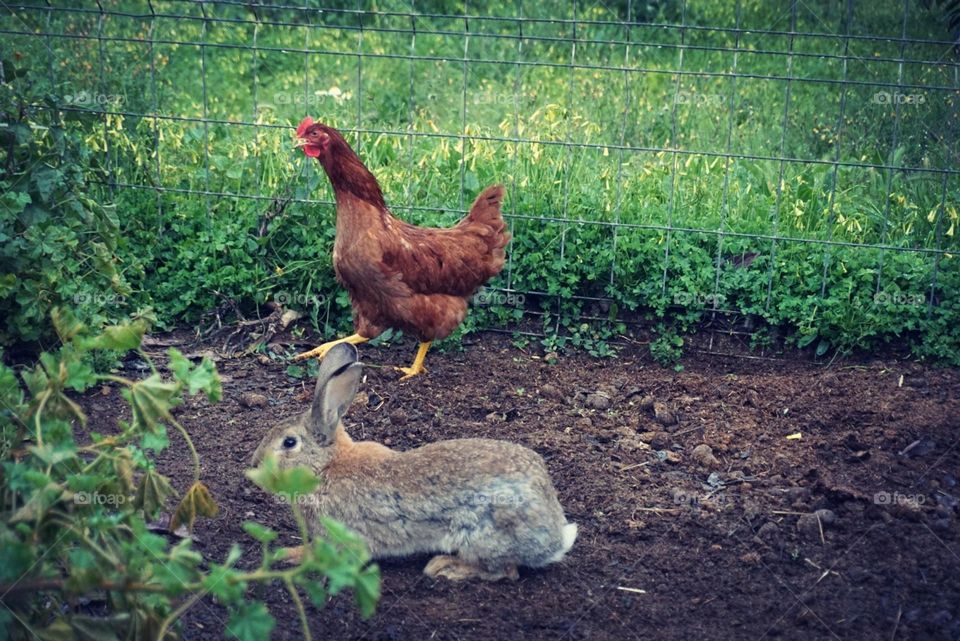 Rooster#rabbit#garden#pets